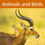animals-and-birds